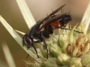 Eriothrix rufomaculatus ? 2/2 Eriothrix rufomaculatus ? 2/2