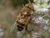 Eristalinus taeniops (Wiedemann, 1818)