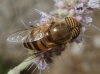 Eristalinus taeniops (Wiedemann, 1818)