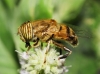 Eristalinus taeniops (Wiedemann, 1818)