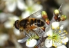 Eristalis similis (Fallén, 1817)