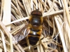 Eristalis similis (Fallén, 1817)