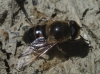 Eristalis similis (Fallén, 1817)