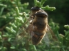 Eristalis tenax (Linnaeus, 1758)