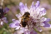Eristalis tenax (Linnaeus, 1758)