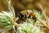Eristalis tenax (Linnaeus, 1758)