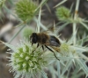 Eristalis tenax (Linnaeus, 1758)