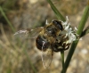 Eristalis tenax (Linnaeus, 1758)