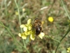 Eristalis tenax (Linnaeus, 1758)