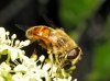 Eristalis tenax (Linnaeus, 1758)
