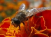 Eristalis tenax (Linnaeus, 1758)