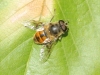 Eristalis tenax (Linnaeus, 1758)