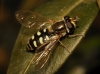 Eupeodes sp. Eupeodes sp.