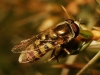 Eupeodes sp. Eupeodes sp.