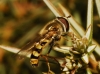 Eupeodes sp. Eupeodes sp.