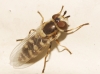 Eupeodes sp. Eupeodes sp.