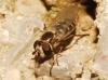 Eupeodes sp. Eupeodes sp.