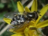Eupeodes sp. Eupeodes sp.