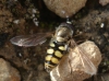 Eupeodes sp. Eupeodes sp.