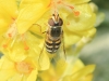 Eupeodes sp. Eupeodes sp.