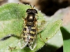 Eupeodes sp. Osten Sacken, 1877 Eupeodes sp. Osten Sacken, 1877