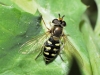 Eupeodes sp. Osten Sacken, 1877 Eupeodes sp. Osten Sacken, 1877