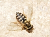 Eupeodes sp. Osten Sacken, 1877