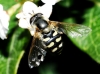 Eupeodes sp. Osten Sacken, 1877 Eupeodes sp. Osten Sacken, 1877