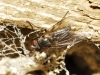 Fannia sp. Robineau-Desvoidy, 1830