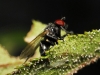Fannia sp. Robineau-Desvoidy, 1830