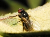 Fannia sp. Robineau-Desvoidy, 1830
