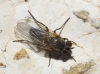 Fannia sp. Robineau-Desvoidy, 1830