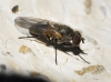 Fannia sp. Robineau-Desvoidy, 1830