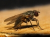 Fannia sp. Robineau-Desvoidy, 1830