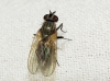 Fannia sp. Robineau-Desvoidy, 1830