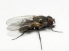 Fannia sp. Robineau-Desvoidy, 1830