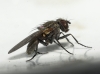 Fannia sp. Robineau-Desvoidy, 1830