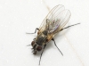Fannia sp. Robineau-Desvoidy, 1830