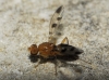 Geomyza sp.