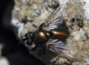 Gymnocheta viridis (Fallén, 1810)