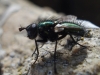 Gymnocheta viridis (Fallén, 1810)