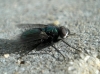 Gymnocheta viridis (Fallén, 1810)