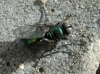 Gymnocheta viridis (Fallén, 1810)
