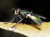 Gymnocheta viridis (Fallén, 1810)
