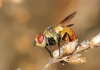 Gymnosoma sp.