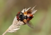 Gymnosoma sp.