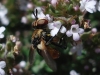 Gymnosoma sp.
