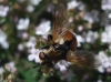 Gymnosoma sp.