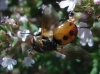 Gymnosoma sp.