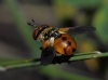 Gymnosoma sp.